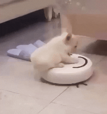 Roomba Pibble GIF