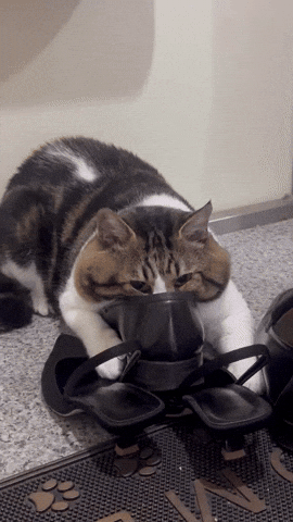 cuteanimalland giphyupload GIF
