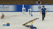 Espn Dogs GIF by American Kennel Club