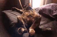 cat soda GIF by CsaK