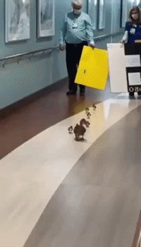 Mother Duck Leaves Florida Maternity Facility With 10 Newborn Ducklings