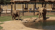 Atlanta Elephant GIF by ZooATL