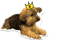 ChicSketch girl fashion new post swipe up Sticker