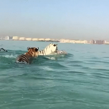 ocean tigers GIF
