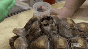 nat geo wild pets GIF by Dr. K's Exotic Animal ER