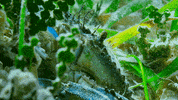 GIF by Our Planet