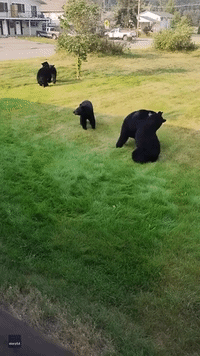 'Once in a Lifetime Photo Shoot': Bear Cubs Wrestle in Yard