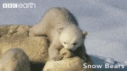 polar bear snow GIF by BBC Earth