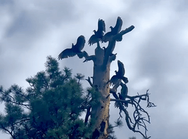Vultures Strike Perfect Spooky Pose