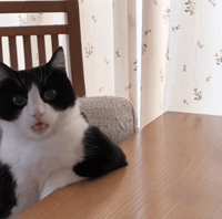 Black And White Wtf GIF