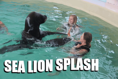 sea lion family fun GIF