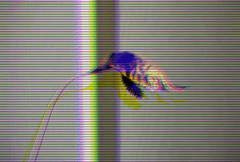 aribuna giphygifmaker flower renace marchita GIF