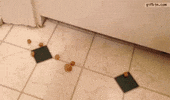 dog door GIF