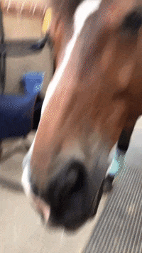 GingerBiscuits horse cookie ginger biscuits horse treat GIF