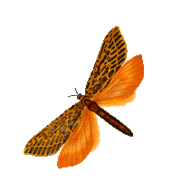 Butterfly Mariposa Sticker by TATY PARRALES