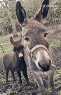 Animaux Fou Rire GIF