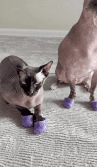 StripeH dog crocs sphynx sphynx cat GIF