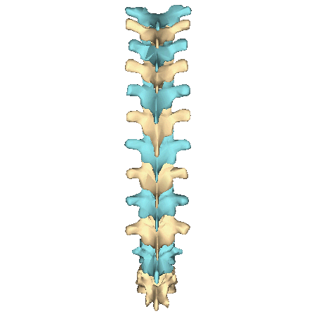 spine chiropractic Sticker by quirocamp