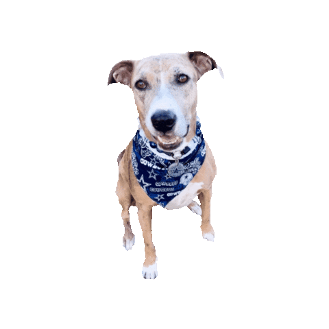 Dallas Cowboys Sticker by Geekster Pets