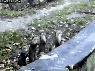 excited otter GIF by Cheezburger