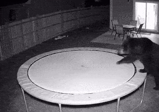 lupcheong giphyupload GIF
