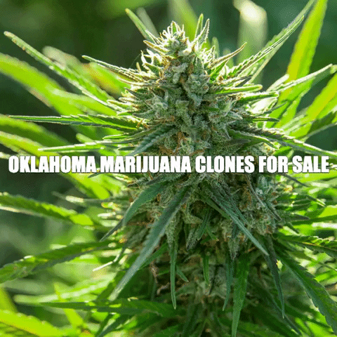 oklahoma_marijuana_clones giphygifmaker GIF