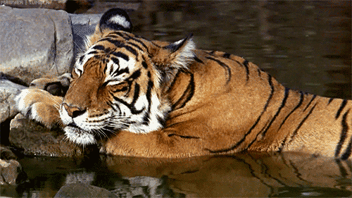 Video gif. Tiger lays asleep in a pool of water with its head resting on his paws on a rock.