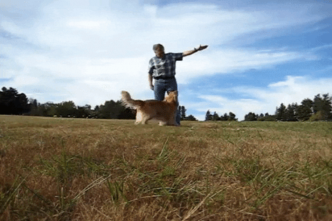 Jumping Golden Retriever GIF