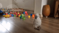 Sharp Cockatoo Cleverly Evades Cups