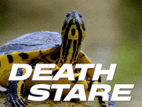 Staring Evil Eye GIF by Sealed With A GIF