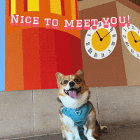 Corgi Nice To Meet You GIF
