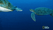 high five national geographic GIF by Nat Geo Wild