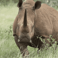 GIF by Indasa Brasil