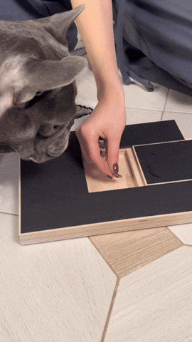 mr4frenchie giphyupload GIF