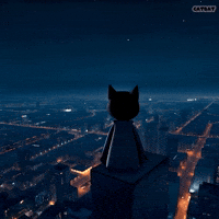 Good Night Cat GIF by CATBAT