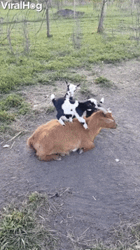 Baby Goats Love Climbing On Mama