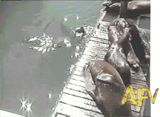 sea lions water GIF by Cheezburger