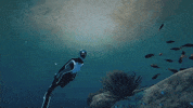 Fish Sunset GIF by Beyond Blue