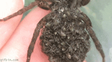 spider GIF