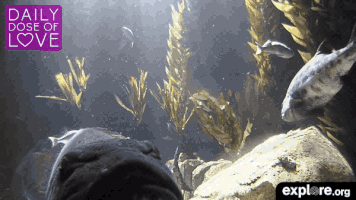exploreorg love nature animal organic GIF