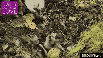 exploreorg love nature animal organic GIF