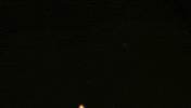 sea anemone water GIF by TED