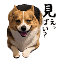 Corgi Milo Sticker