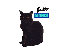 Mandi Catslovers Sticker by Gattos CV