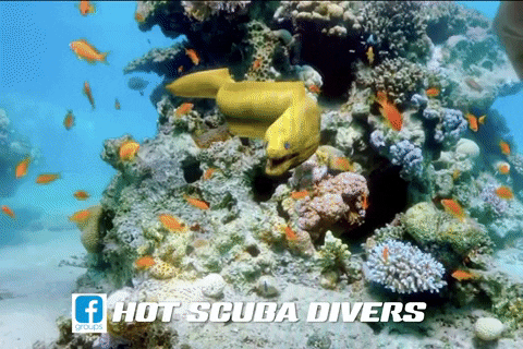 labemi snap sausage bait wiener GIF