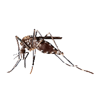Mosquito Sticker by Care Plus