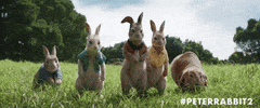 GIF by Peter Rabbit Movie