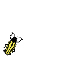 UFIFASCAIP biological control caip ufifascaip alligatorweed flea beetle Sticker