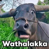 Shocked Buffalo GIF