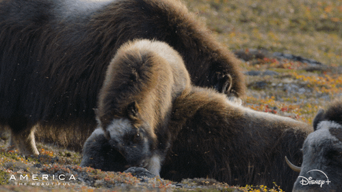 America Nationalgeographic GIF by Nat Geo Wild